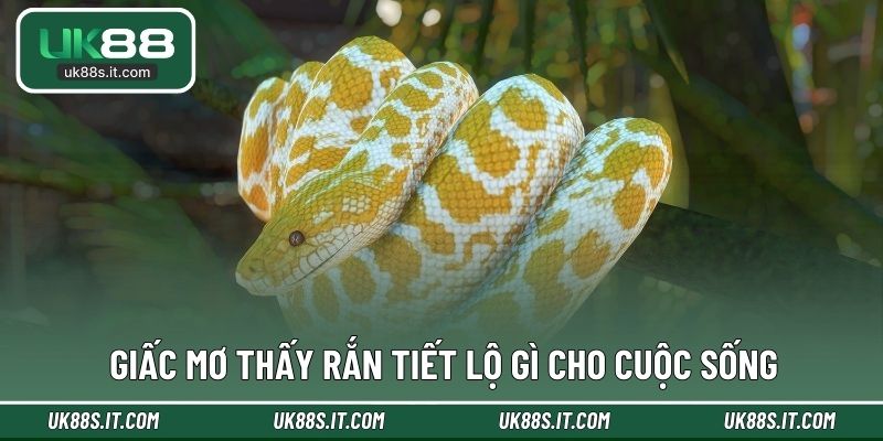 Giấc mơ thấy rắn tiết lộ gì cho cuộc sống