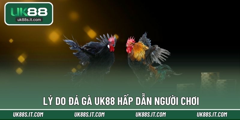 Lý do đá gà UK88 hấp dẫn người chơi