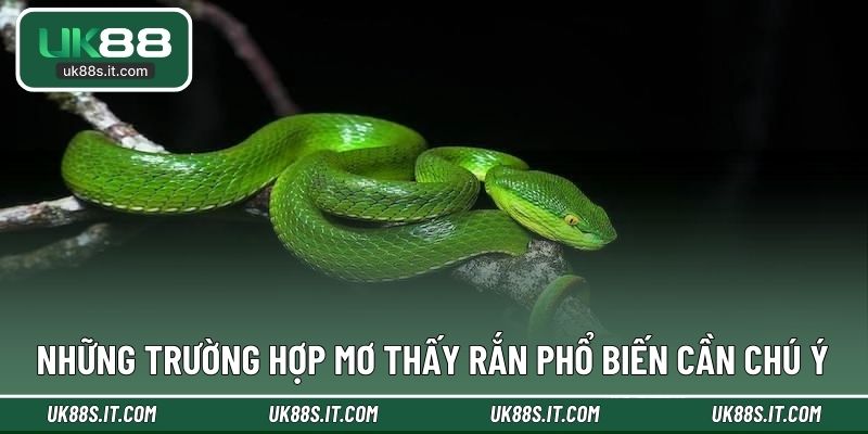 Những trường hợp mơ thấy rắn phổ biến cần chú ý
